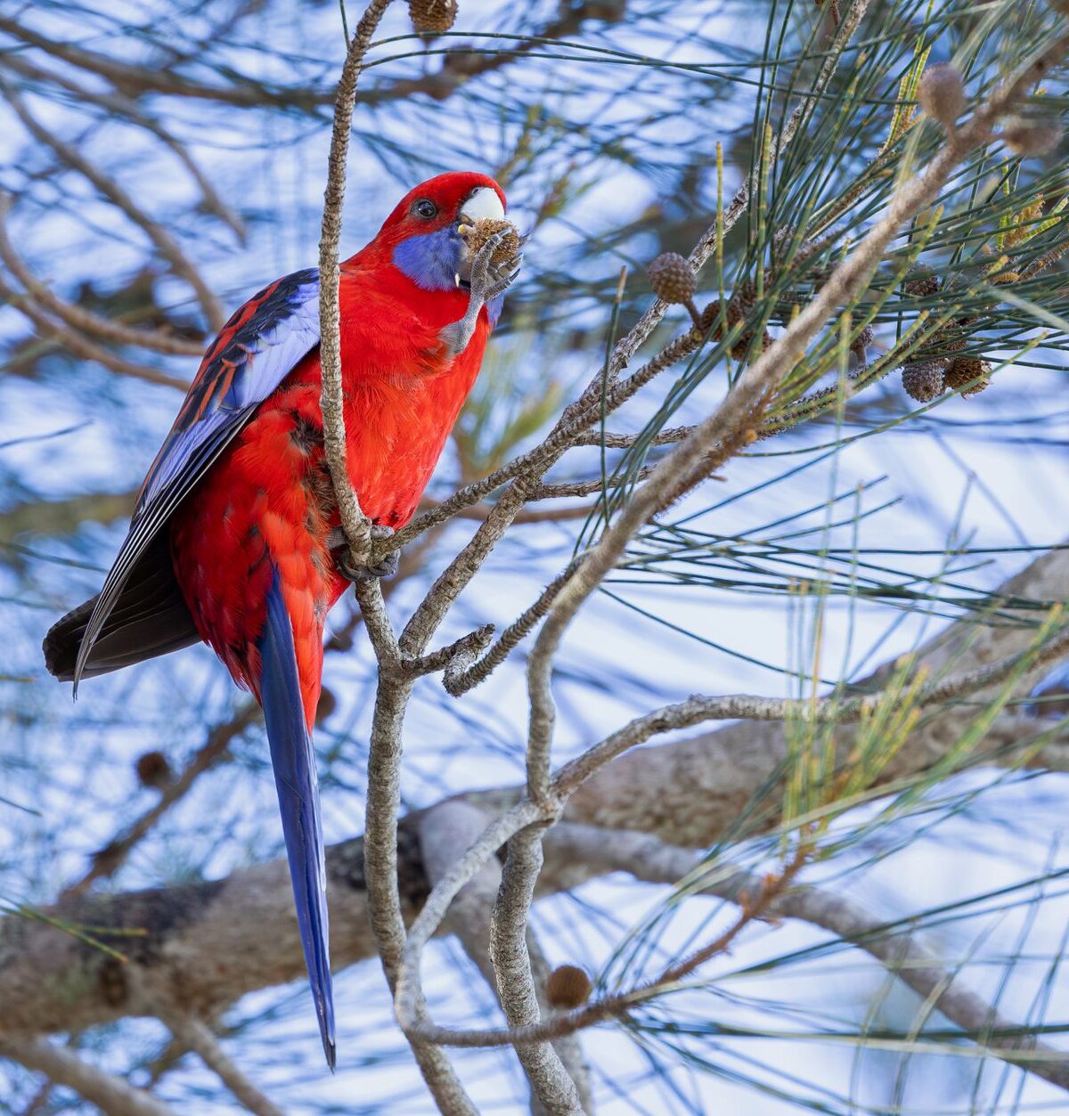 Rosella