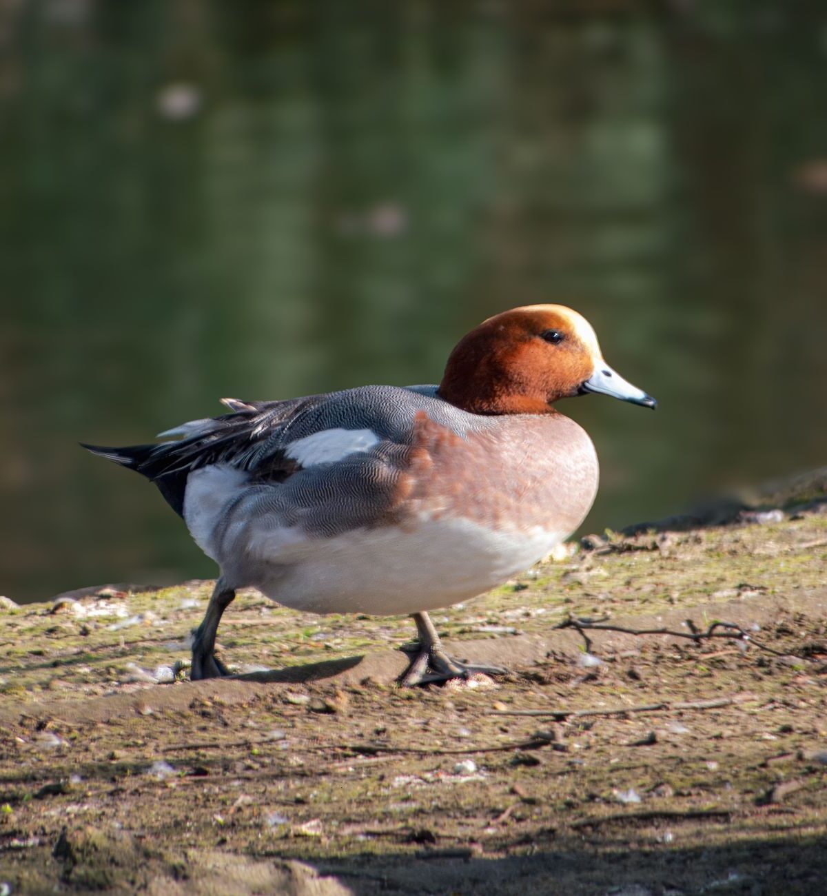 Reed Duck