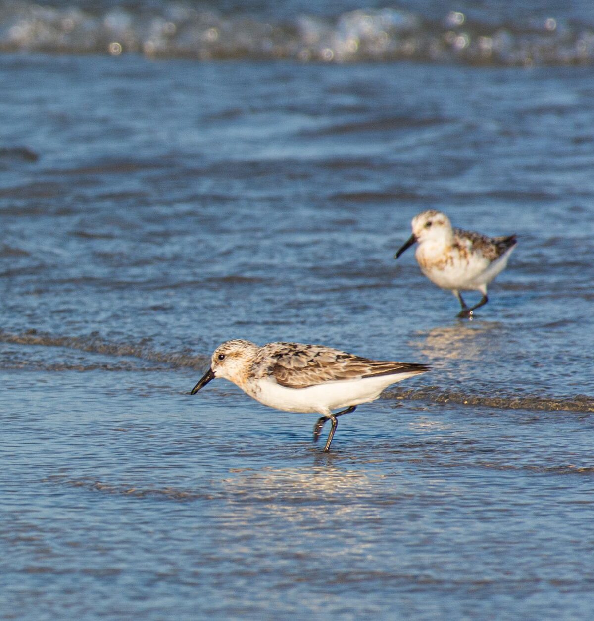 Sandpiper