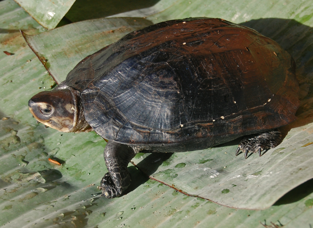 Marsh Turtle
