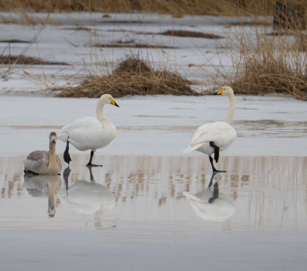 whistling swan