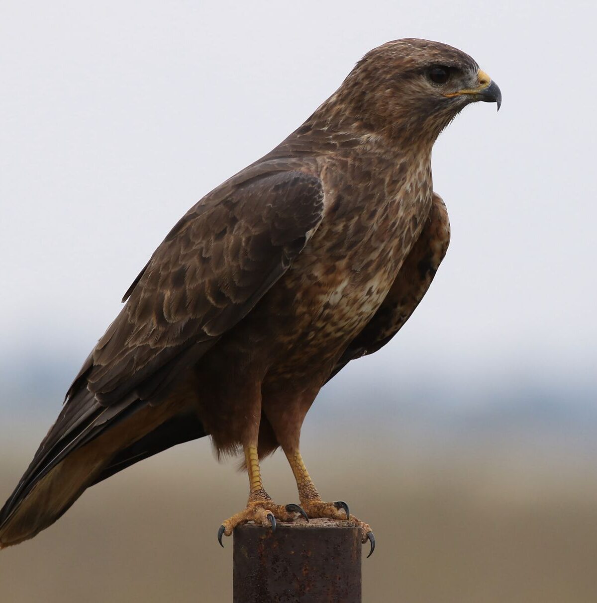 Desert Buzzard