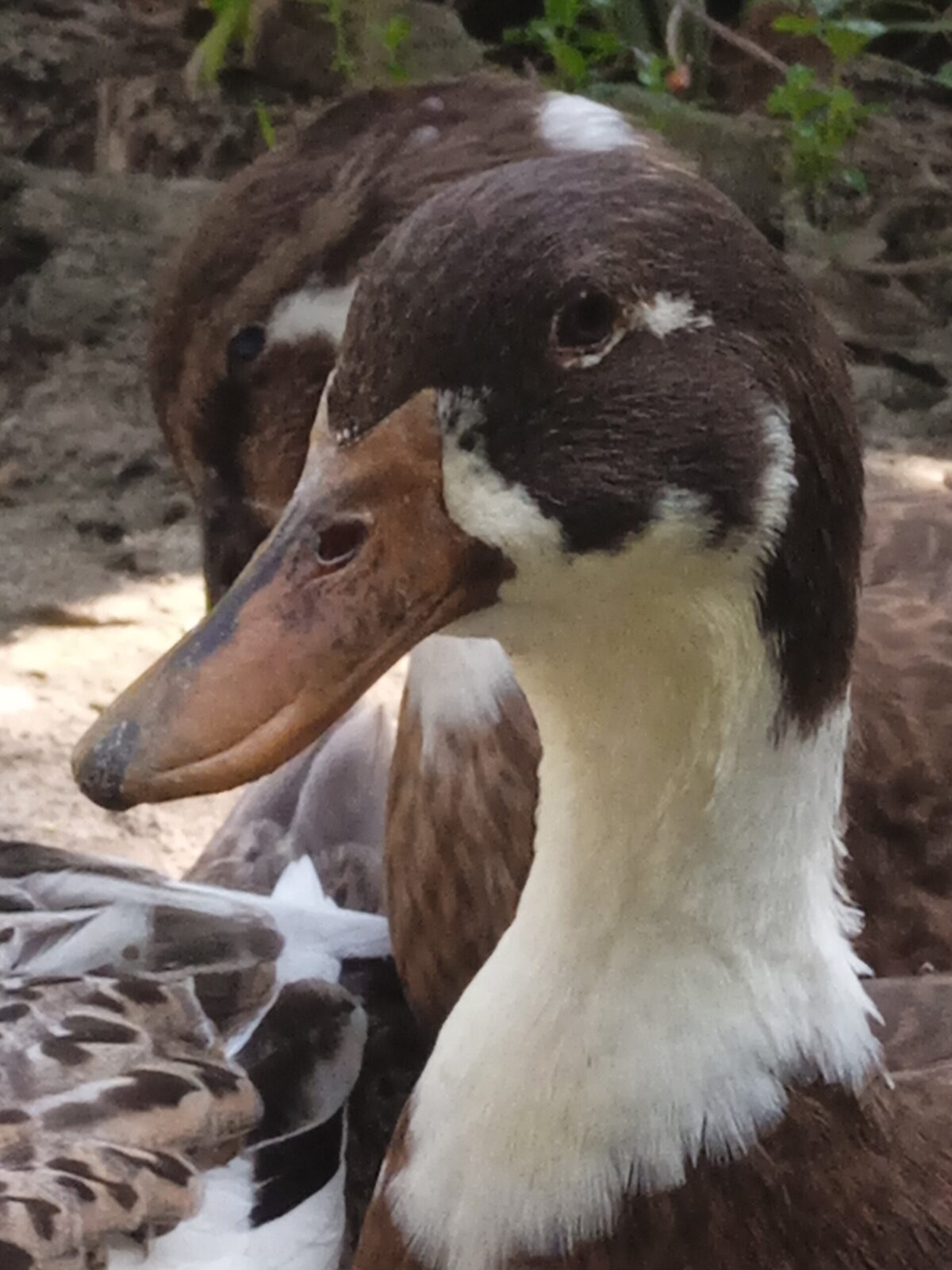 Brown Duck