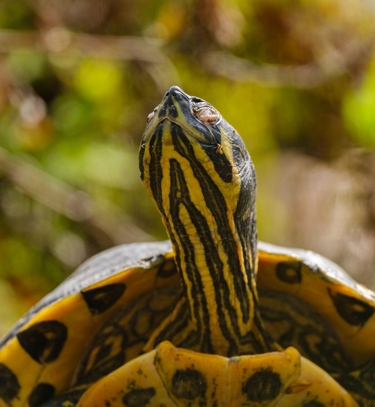 Yellow-Bellied Turtle