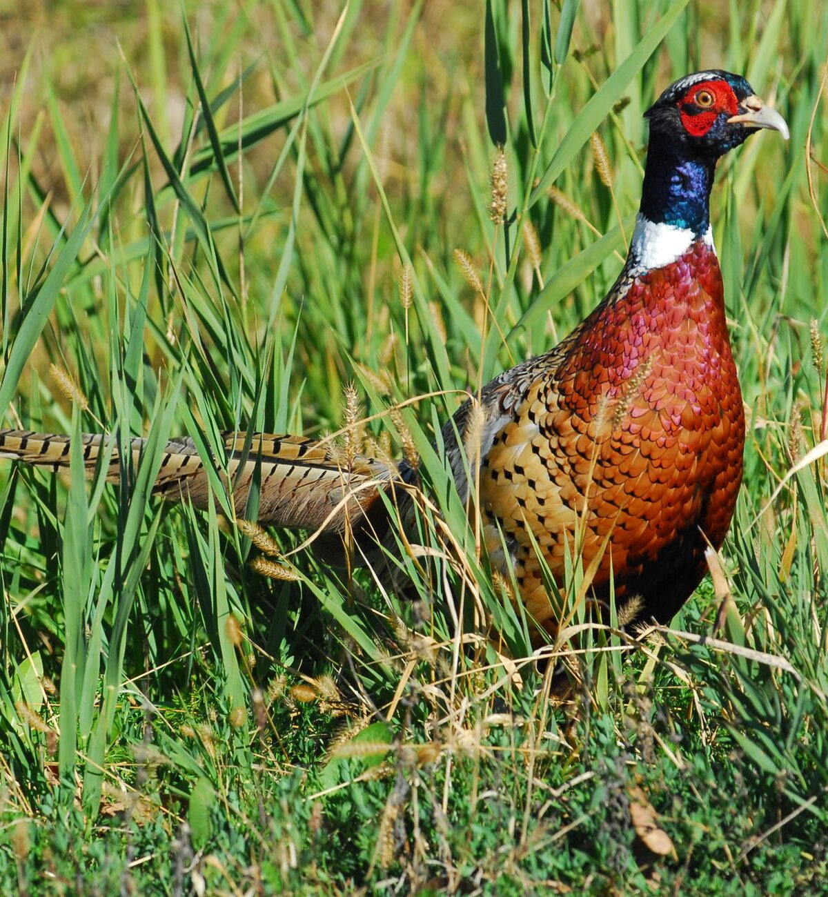 Hunting Pheasant