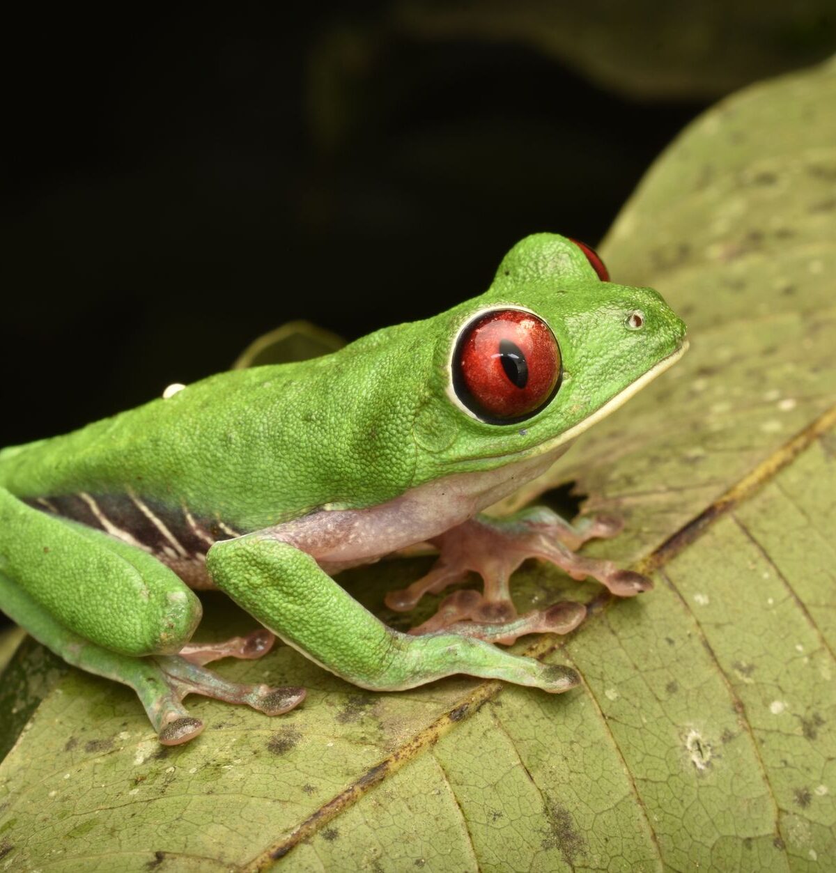 Leaf Frog
