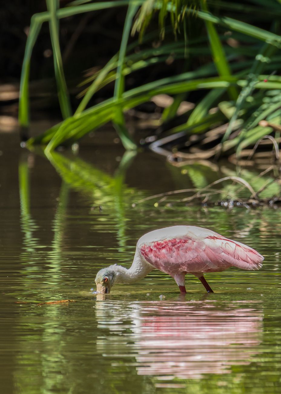 Spoonbill Duck