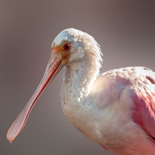 Spoonbill