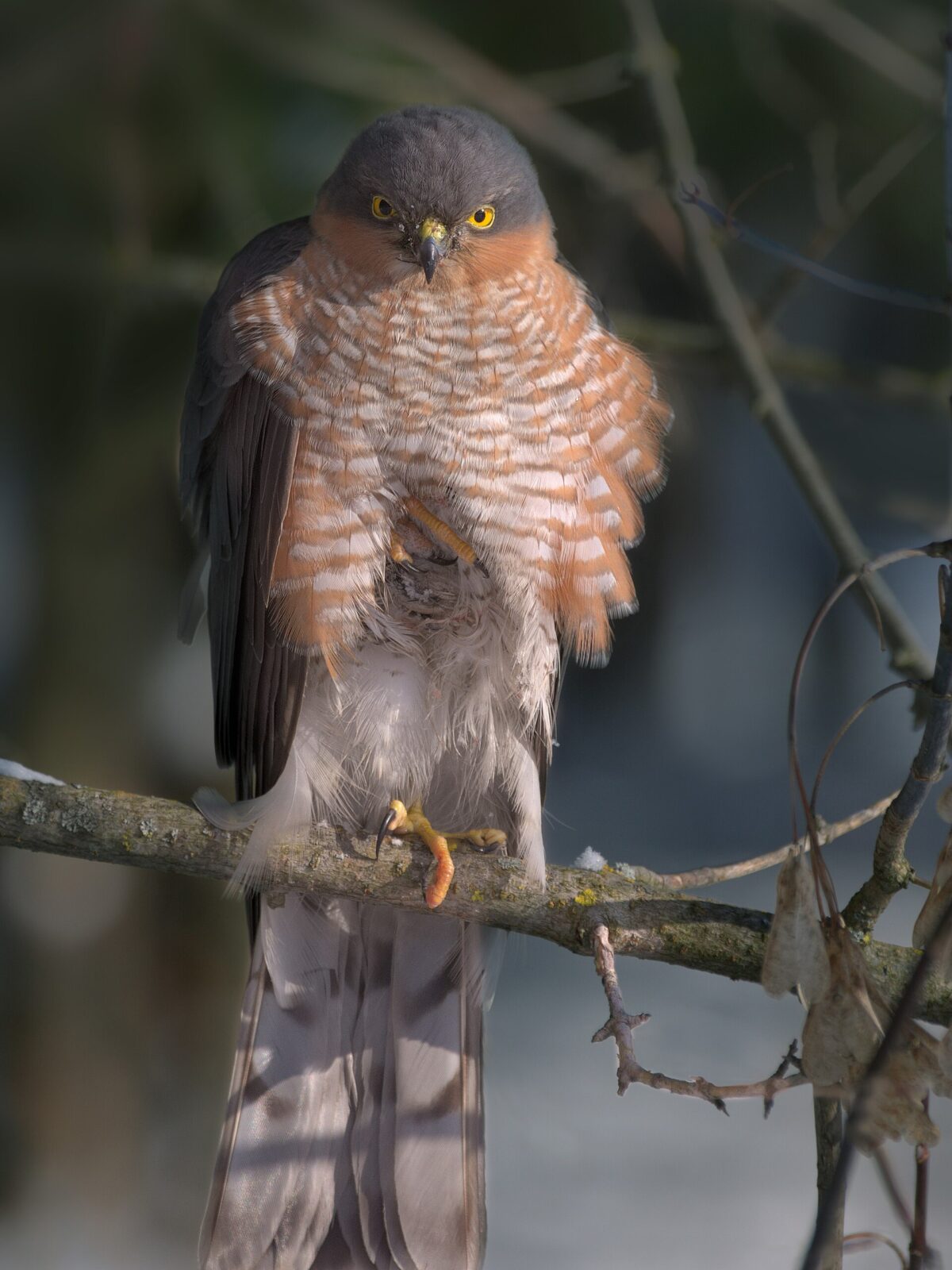 Sparrowhawk Owl