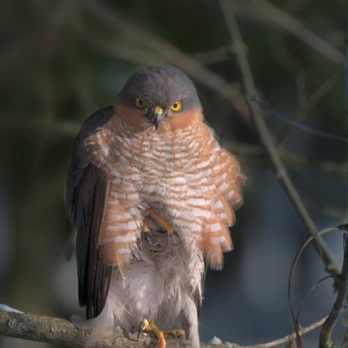 Hawk Owl