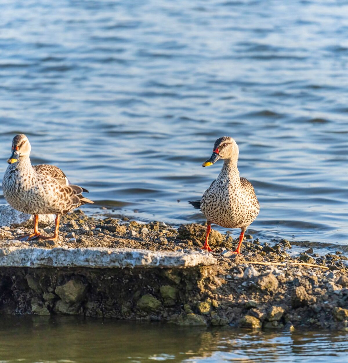Spotted Duck