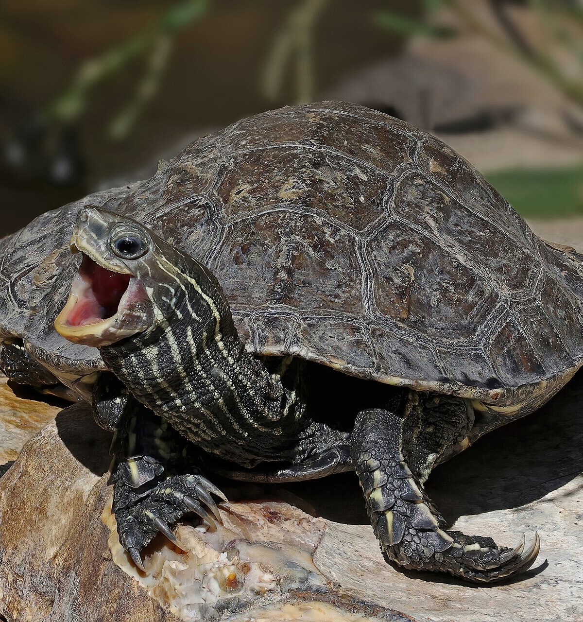Pond Turtle