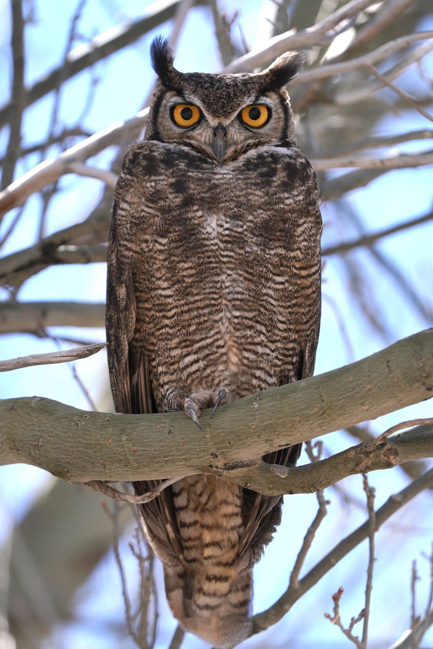 Virginia Eagle-Owl