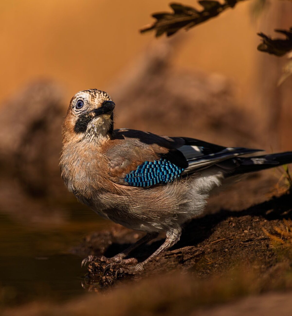 Eurasian Jay