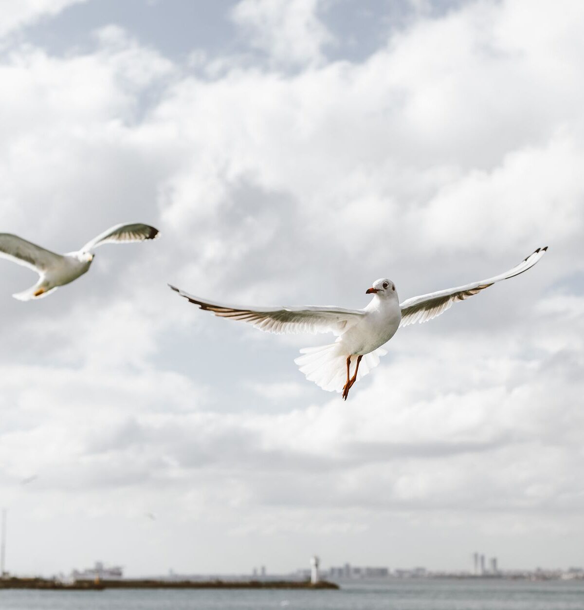 Seagull