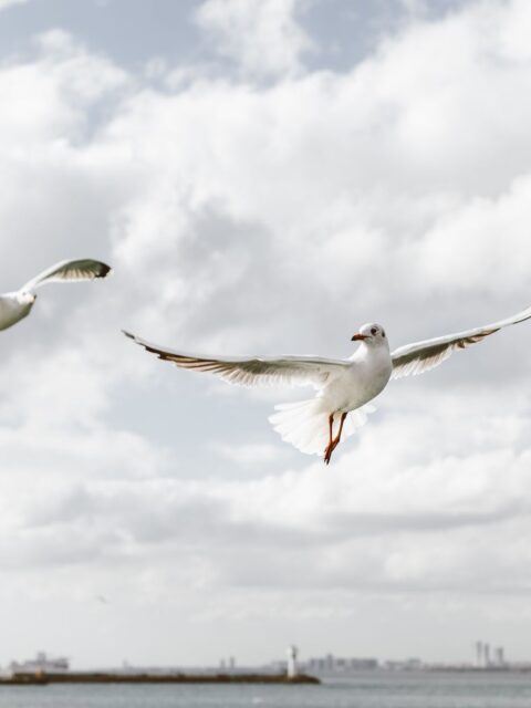 Seagull