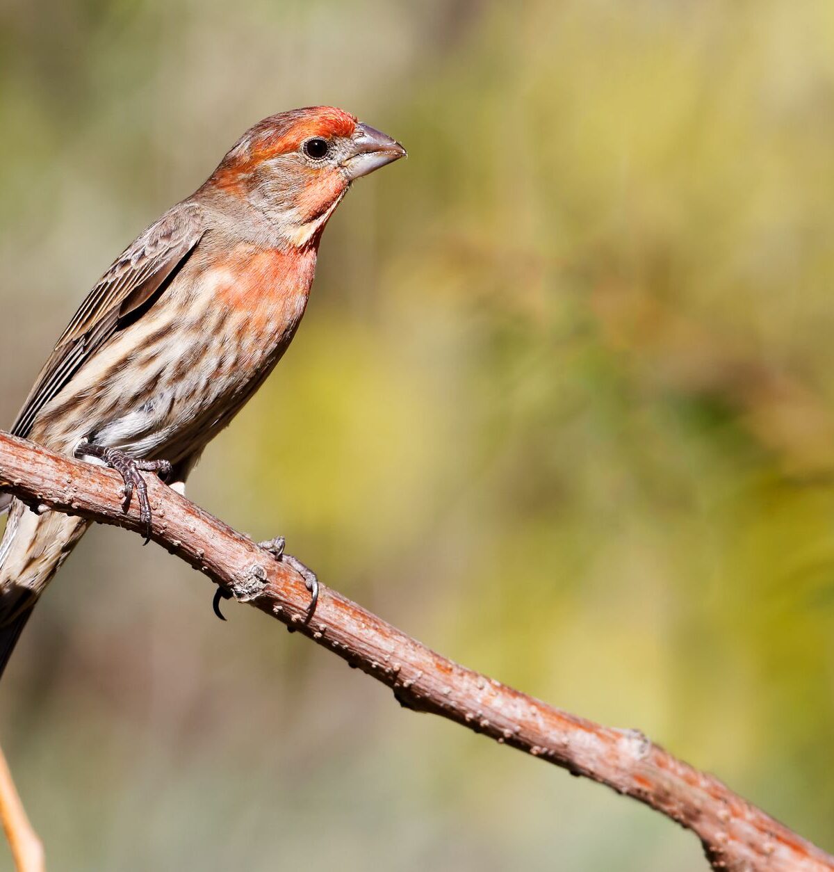 Songbird