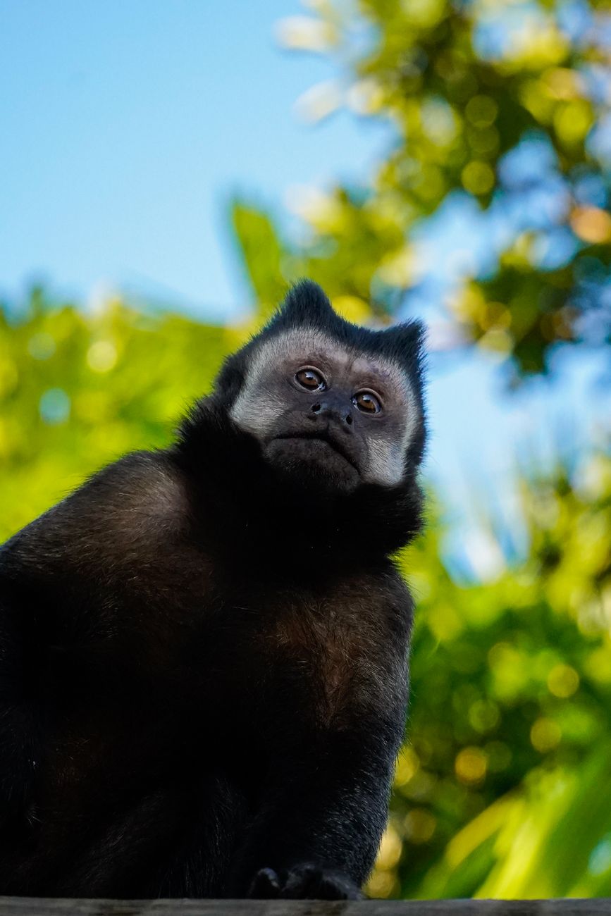 Hussar Monkey