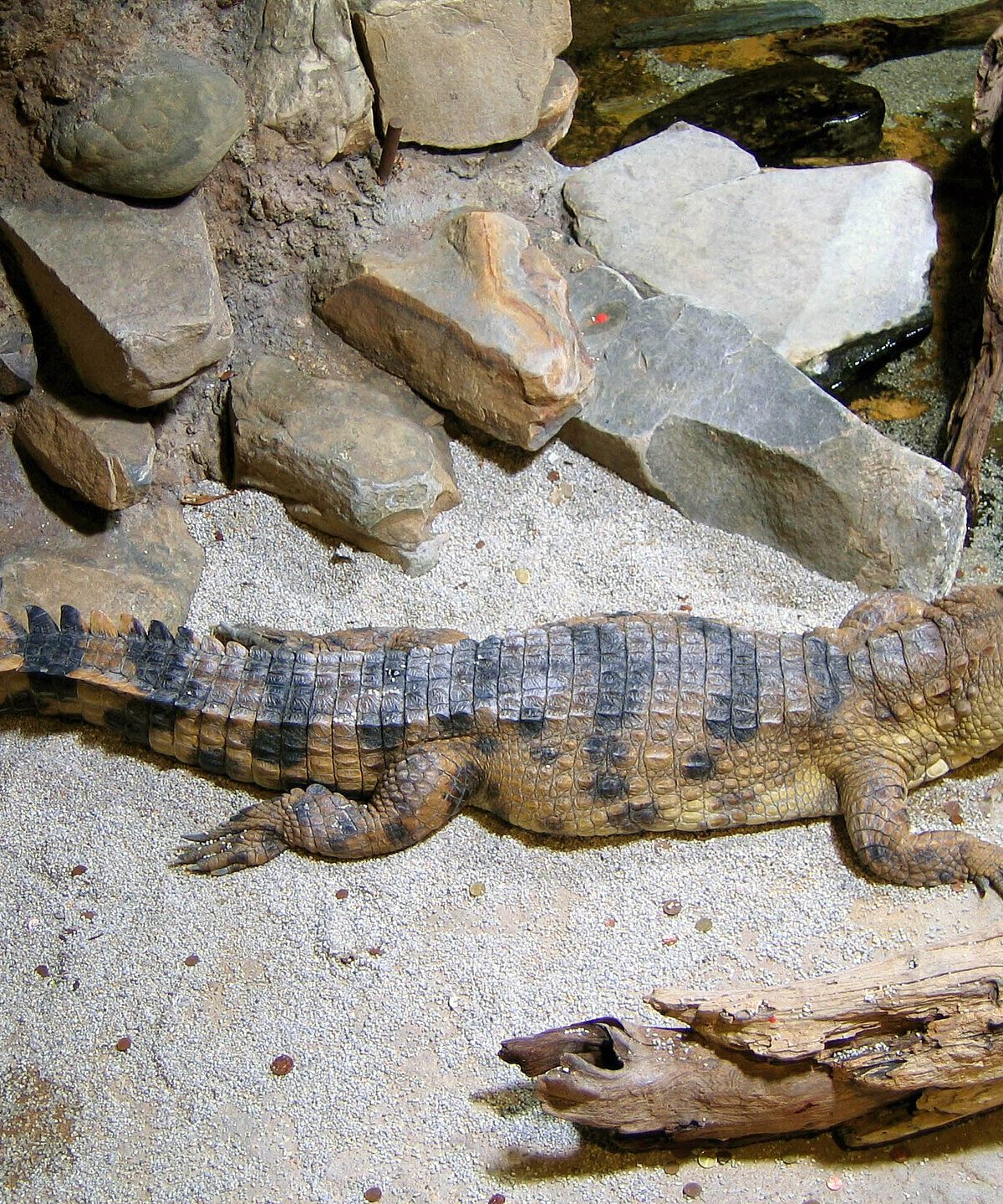 Stumpffooted Crocodile