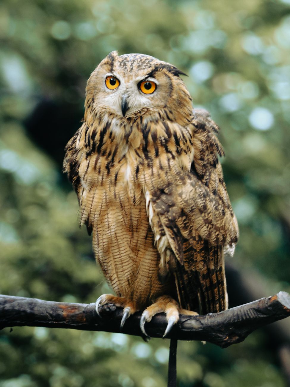 Eurasian Owl