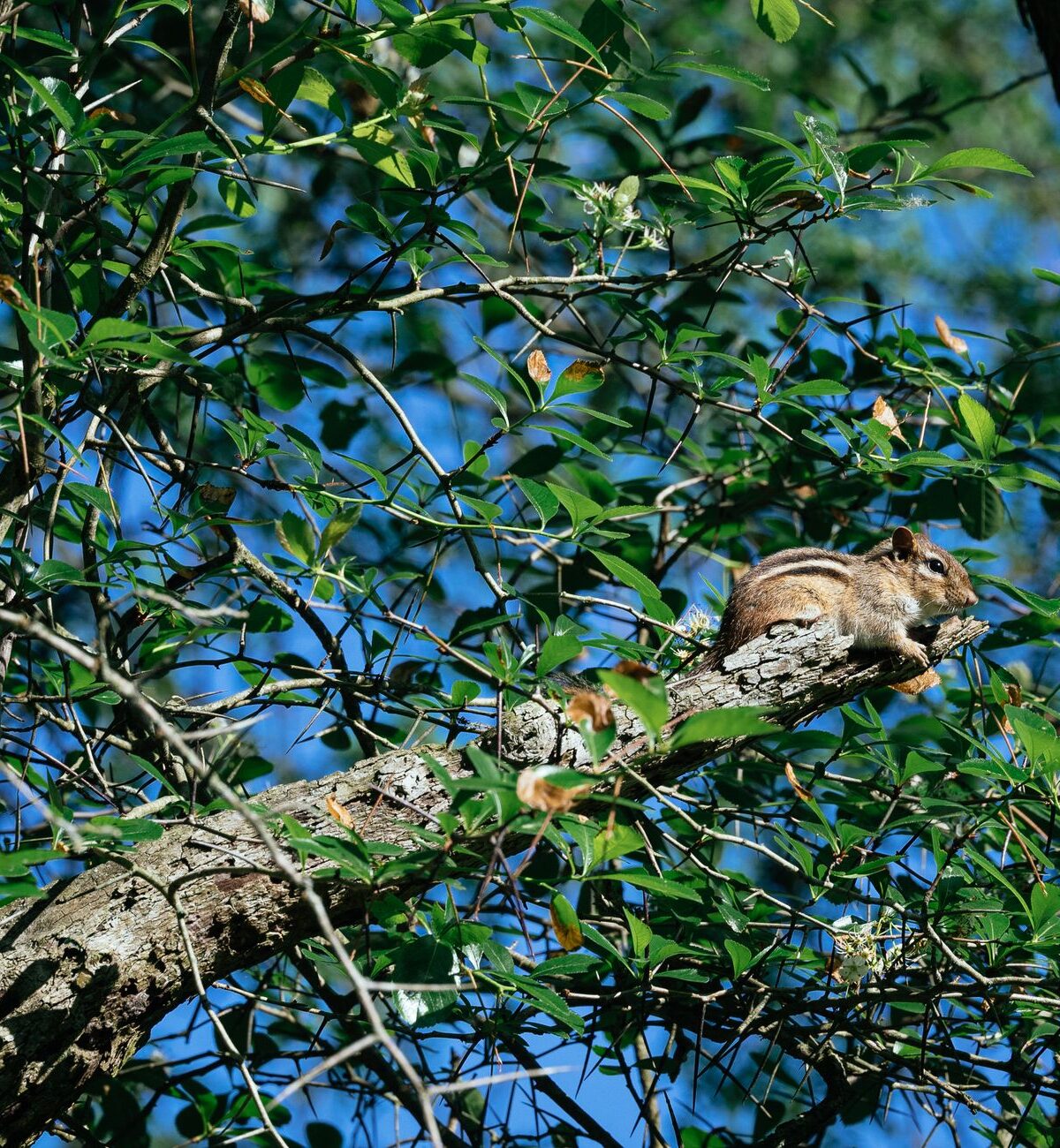 Chinese Rock Squirrel