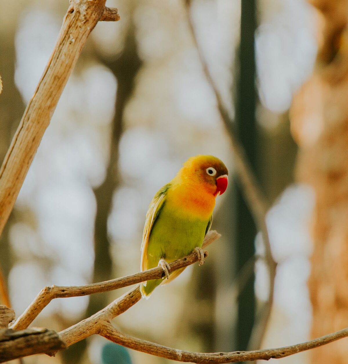 Lovebird