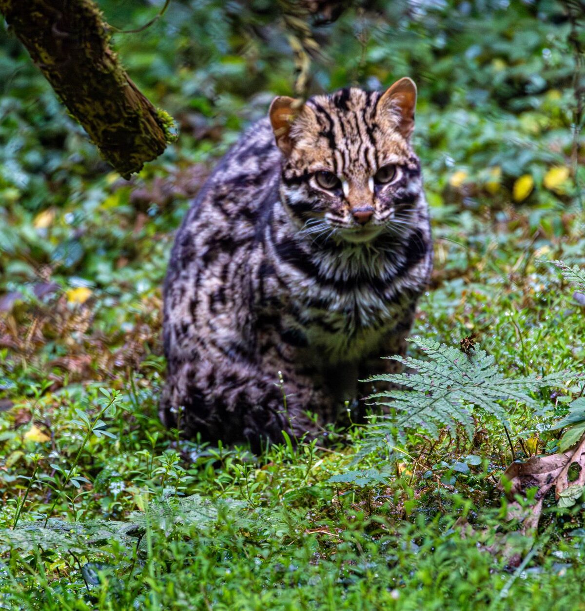 Jungle Cat