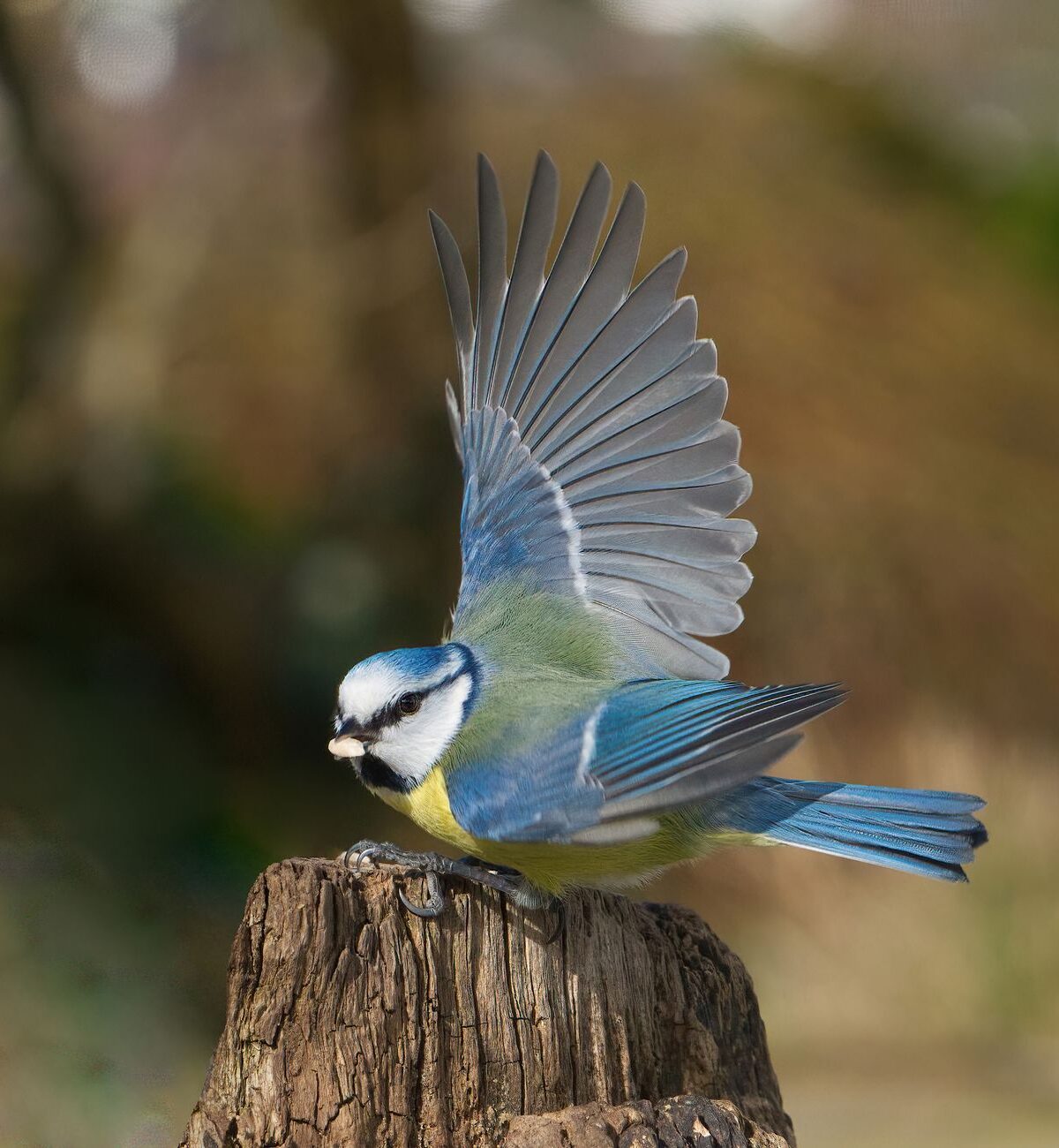 Eurasian Blue Tit