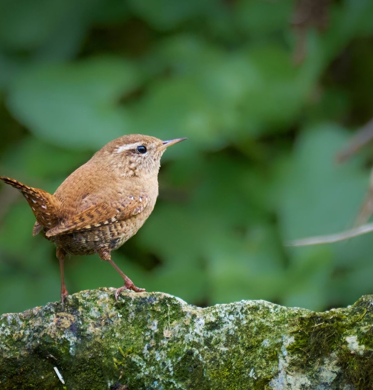 Eurasian Wren