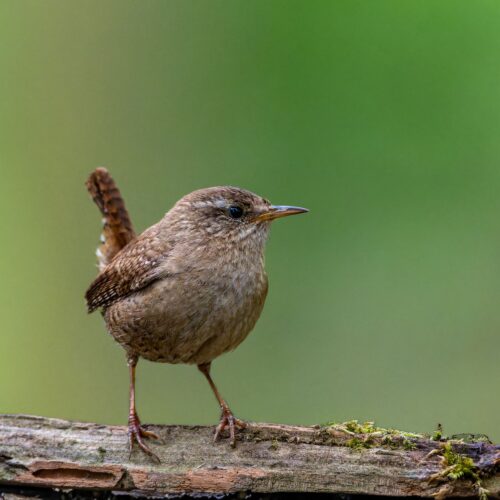 Wren