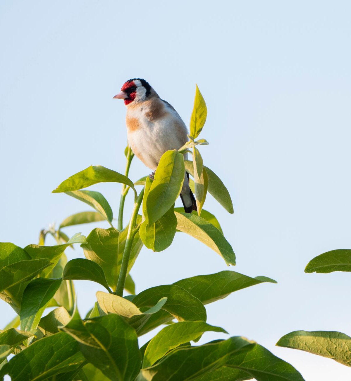 Eurasian Goldfinch