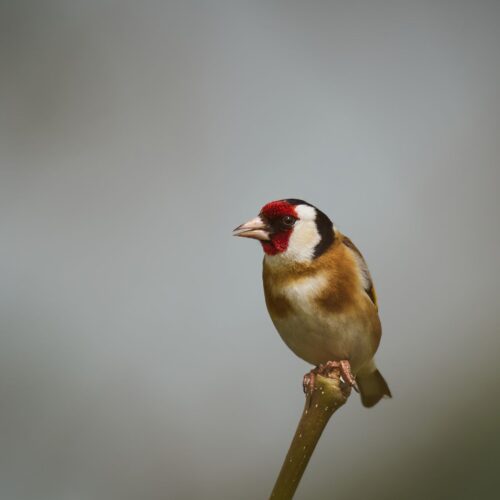 Goldfinch