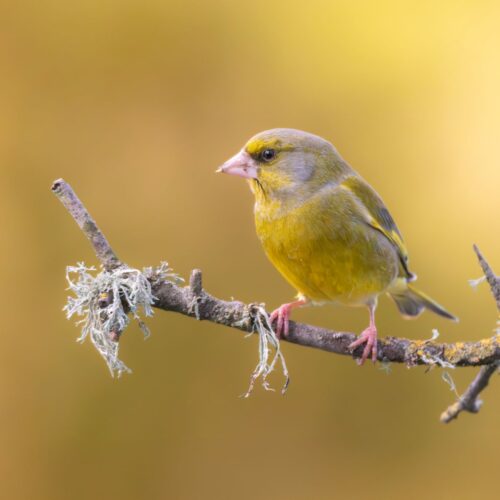 Greenfinch