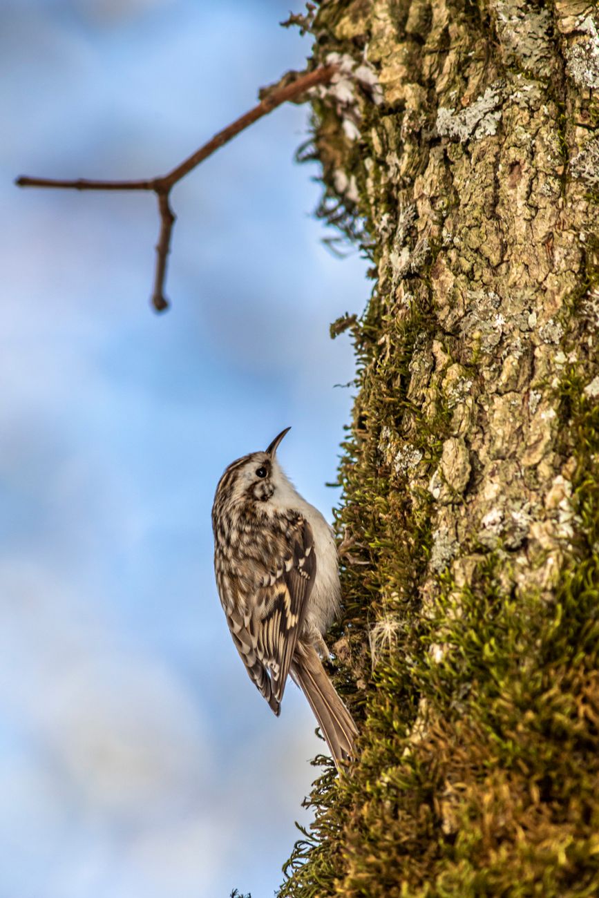 Eurasian Treecreeper