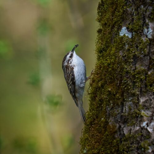 Treecreeper