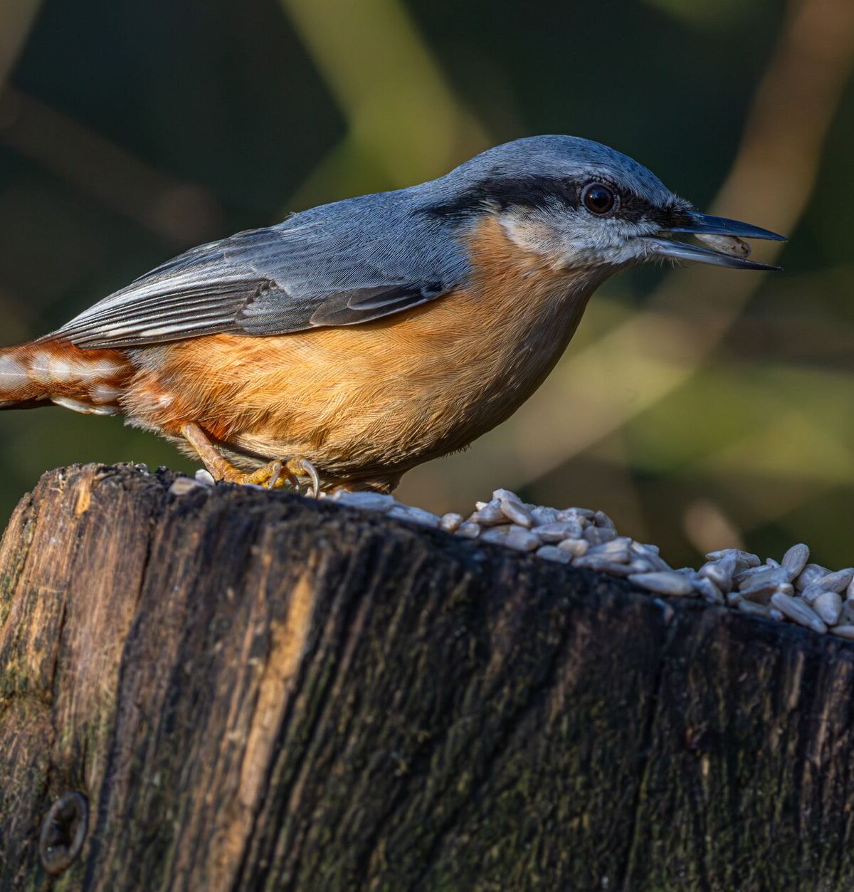 Eurasian Nuthatch