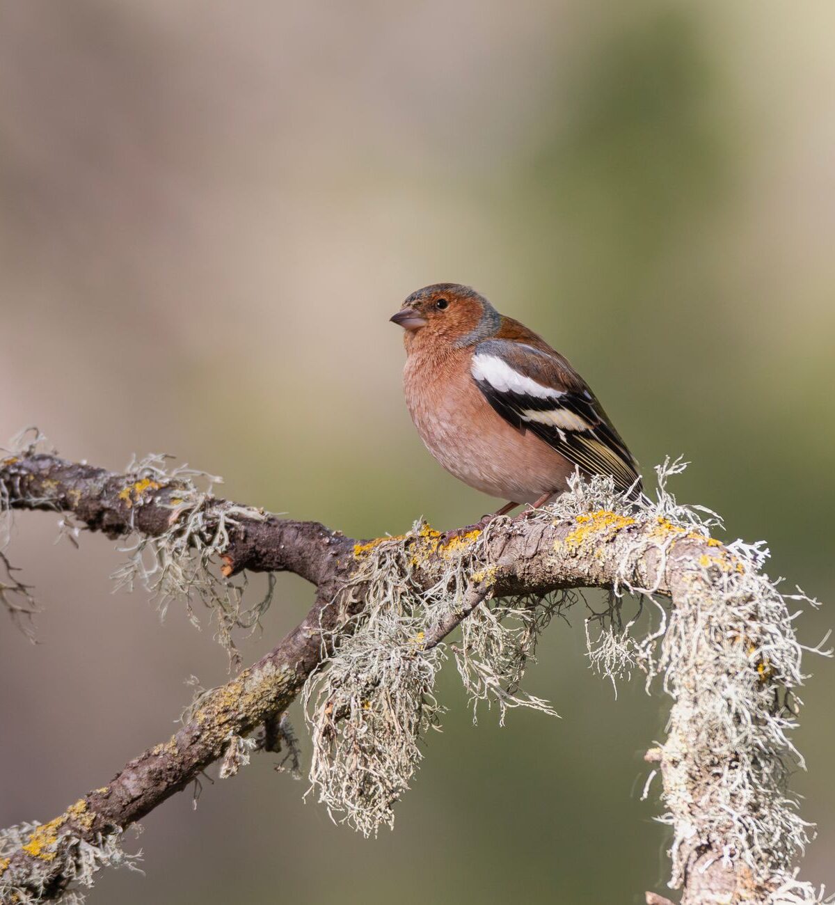 Eurasian Chaffinch