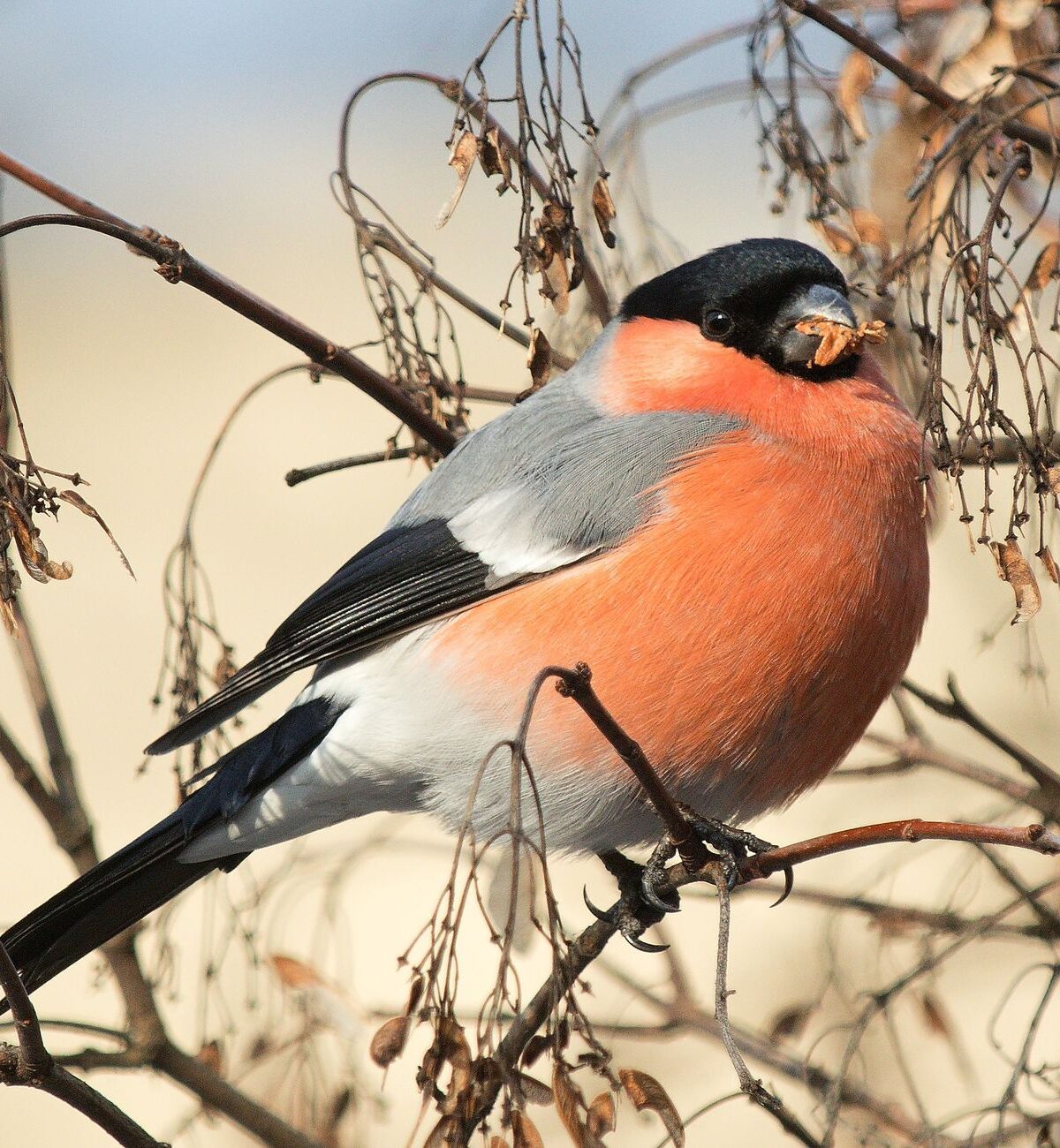 Eurasian Bullfinch