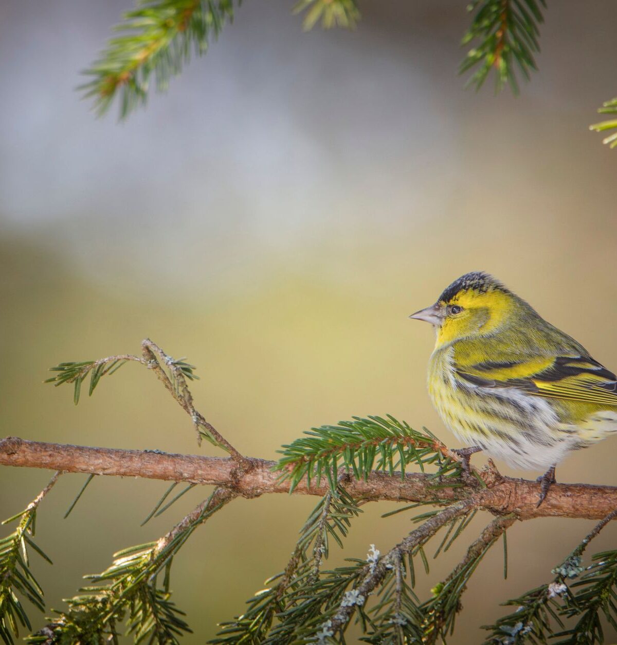 Eurasian Siskin