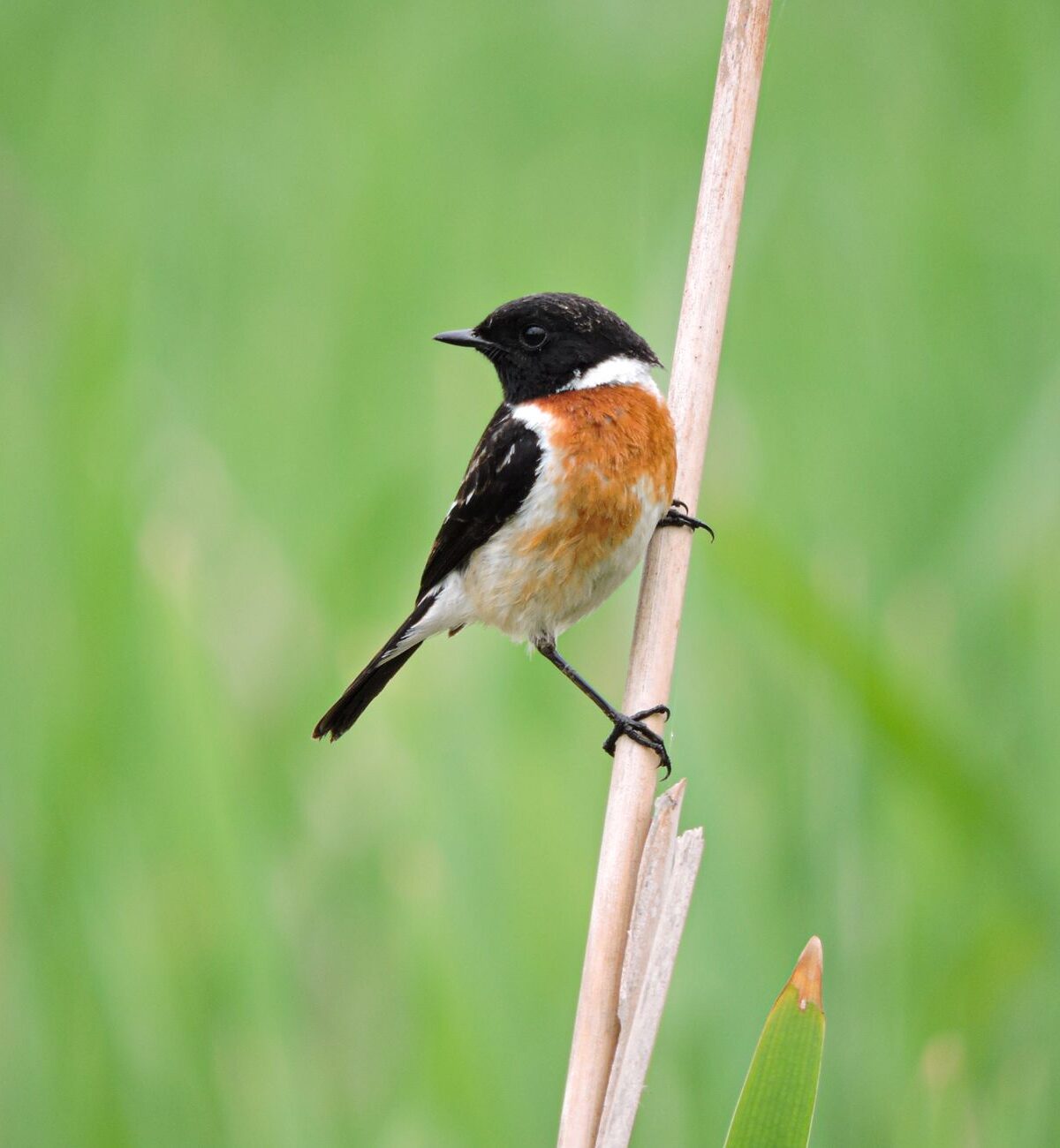 Eurasian Stonechat