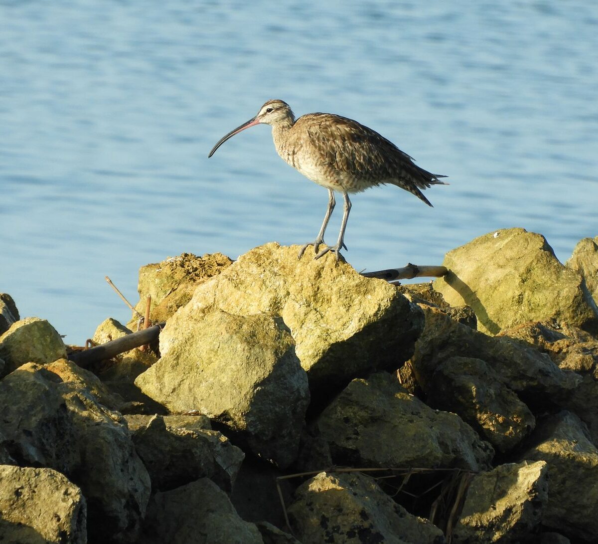 Eurasian Whimbrel