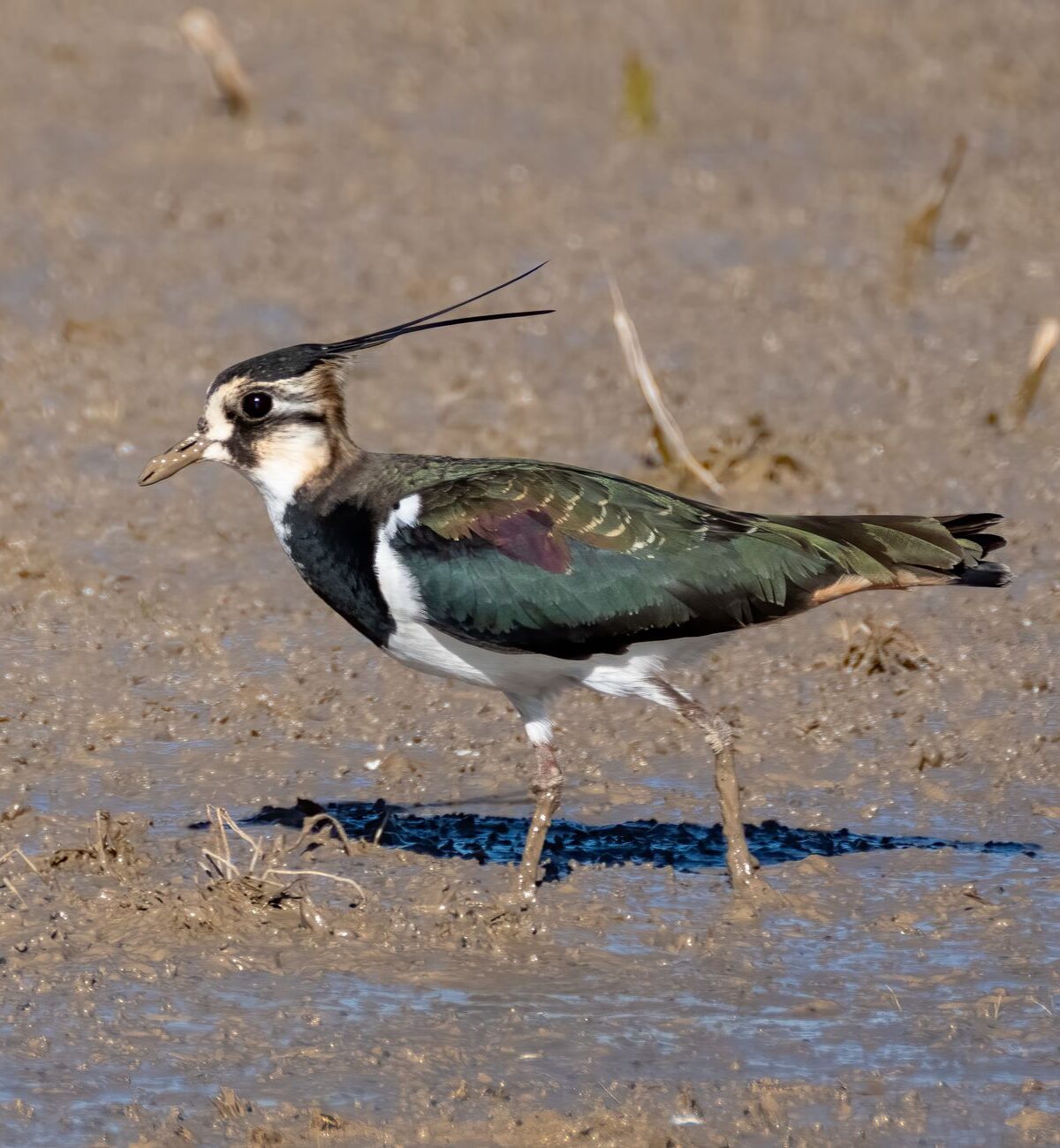 Eurasian Lapwing