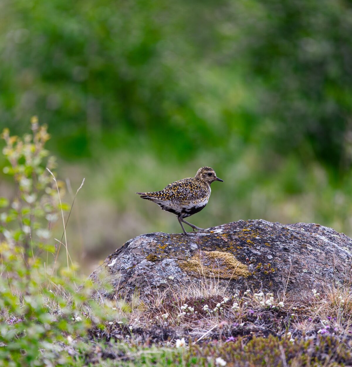 Eurasian Golden Plover