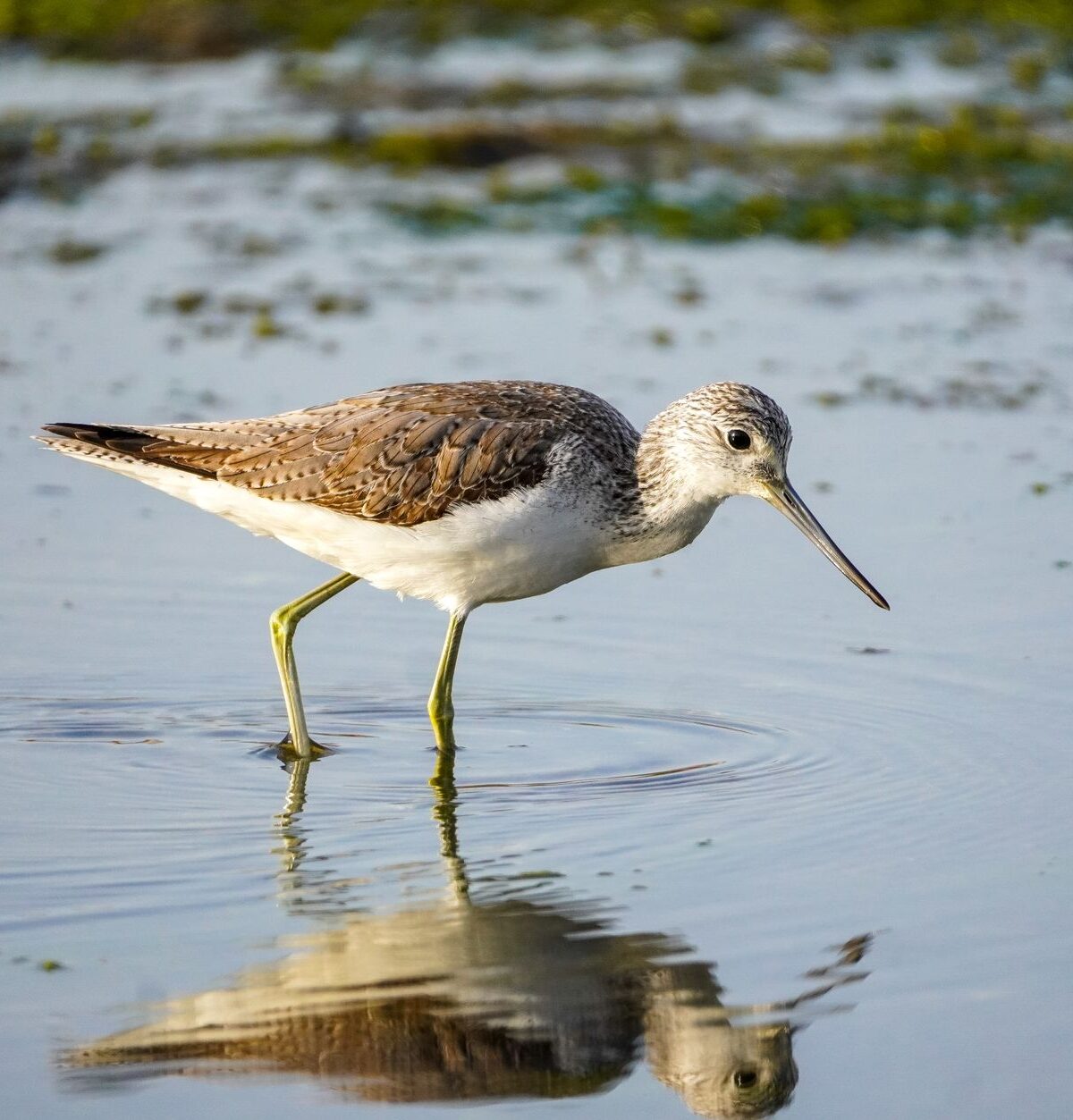 Eurasian Greenshank