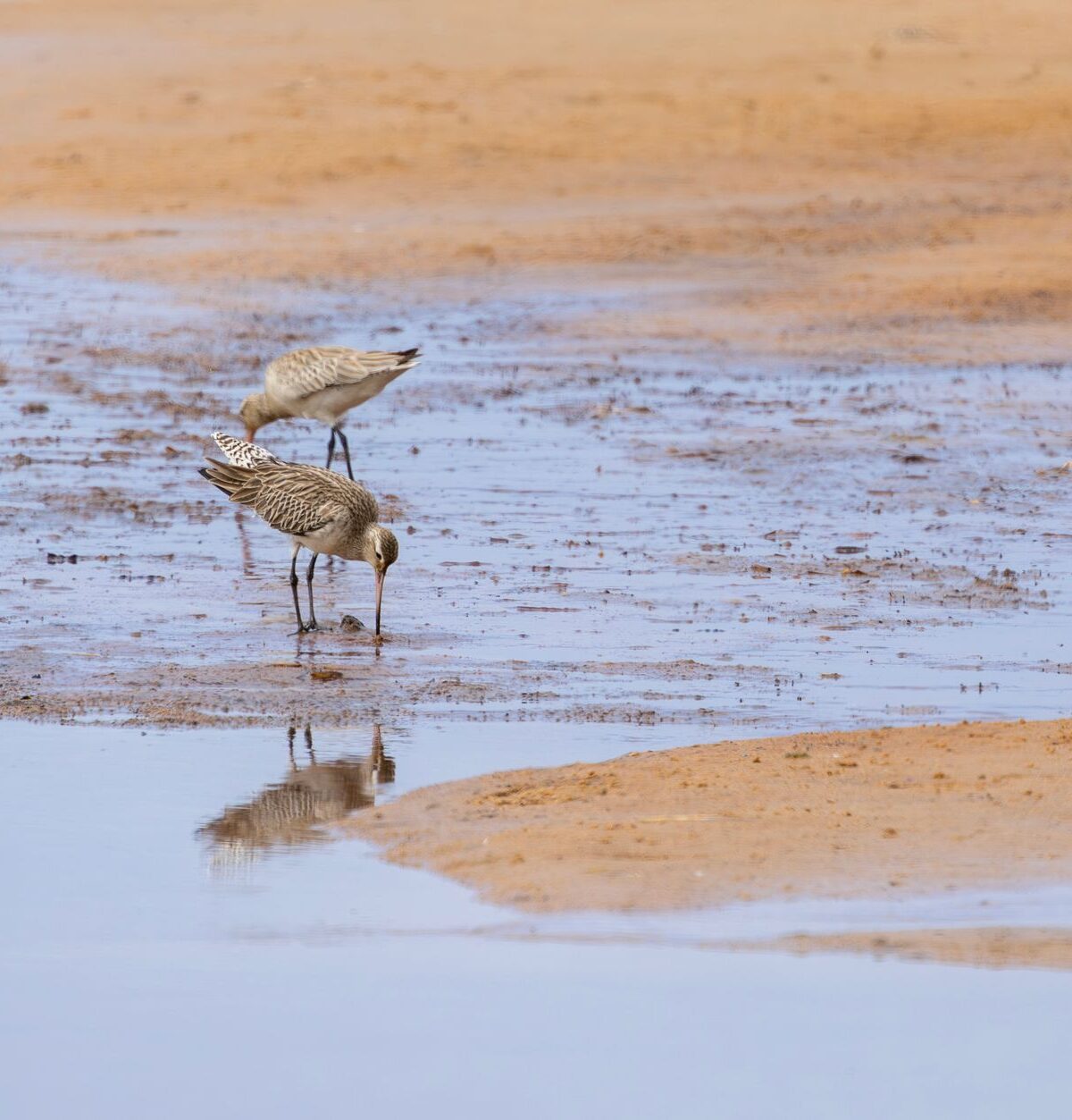 Eurasian Bar-tailed Godwit