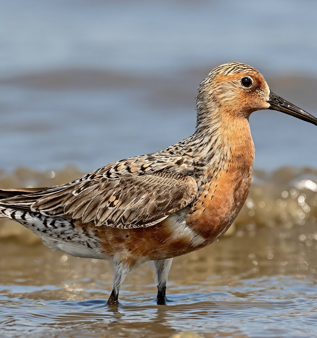 Eurasian Knot