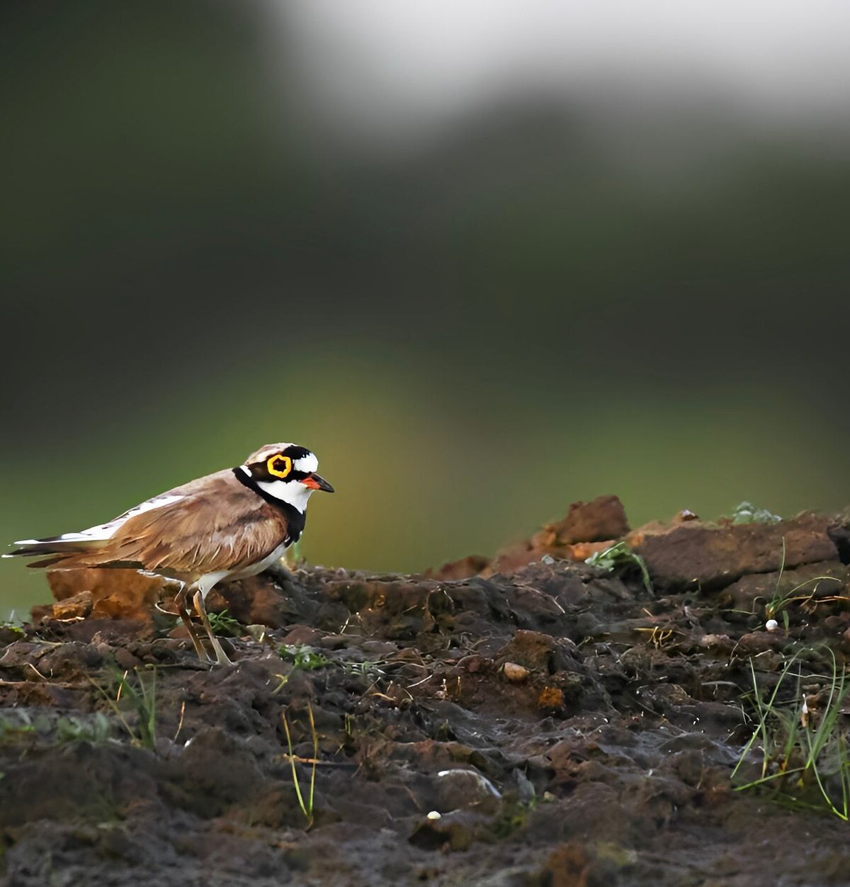 Eurasian Ringed Plover