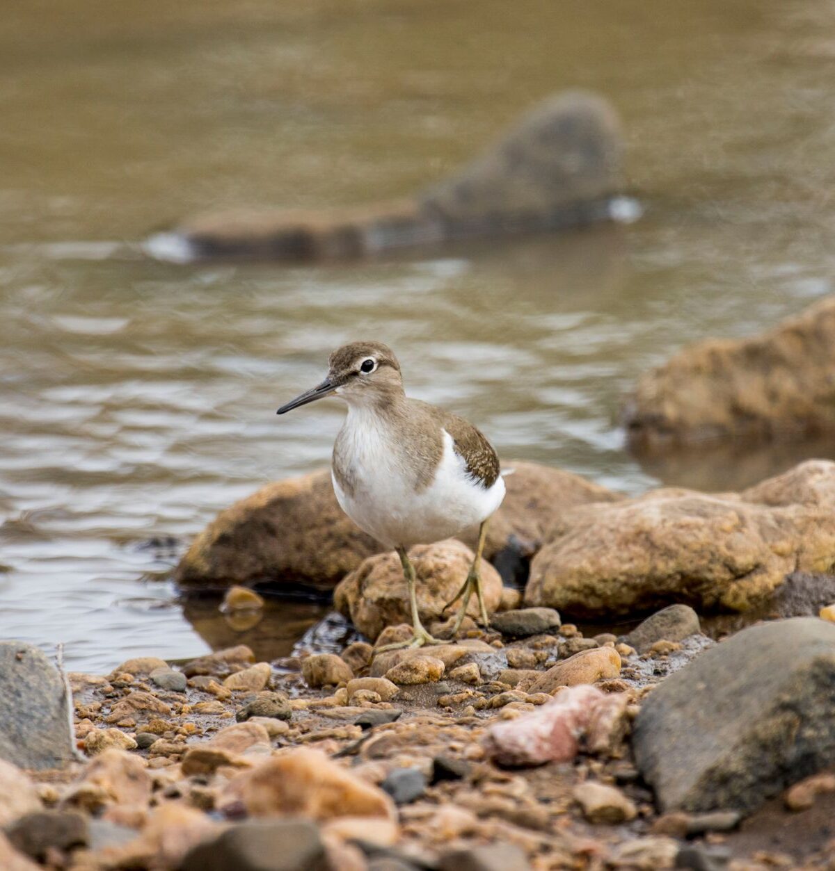 Eurasian Common Sandpiper