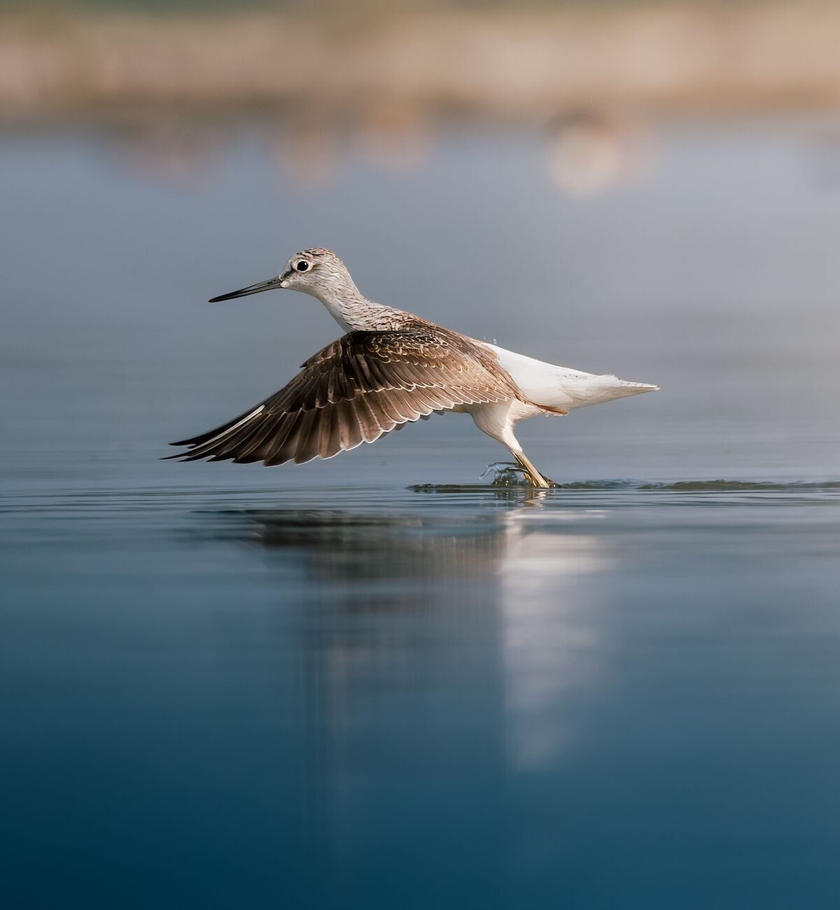 Eurasian Green Sandpiper