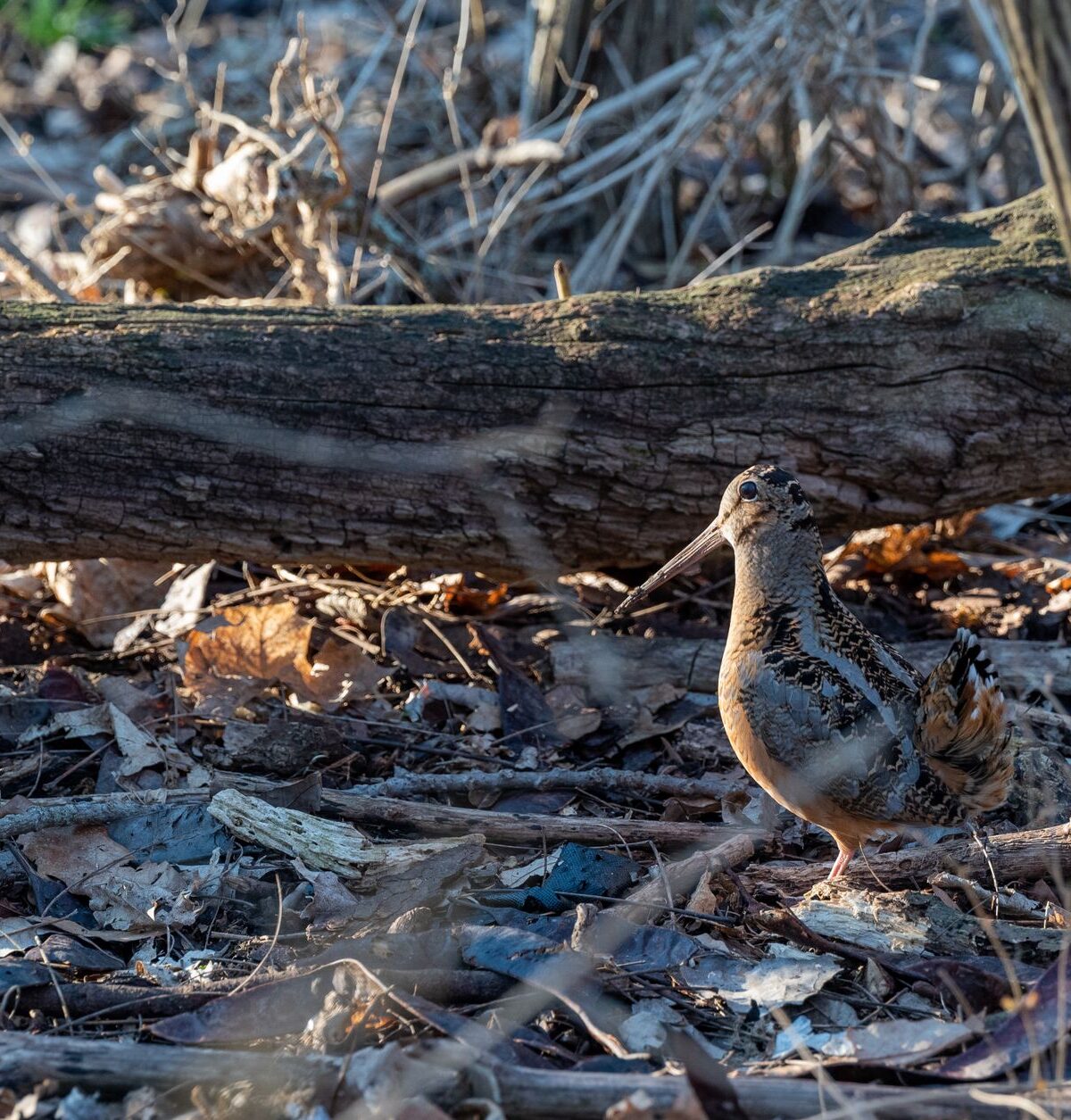 Eurasian Woodcock